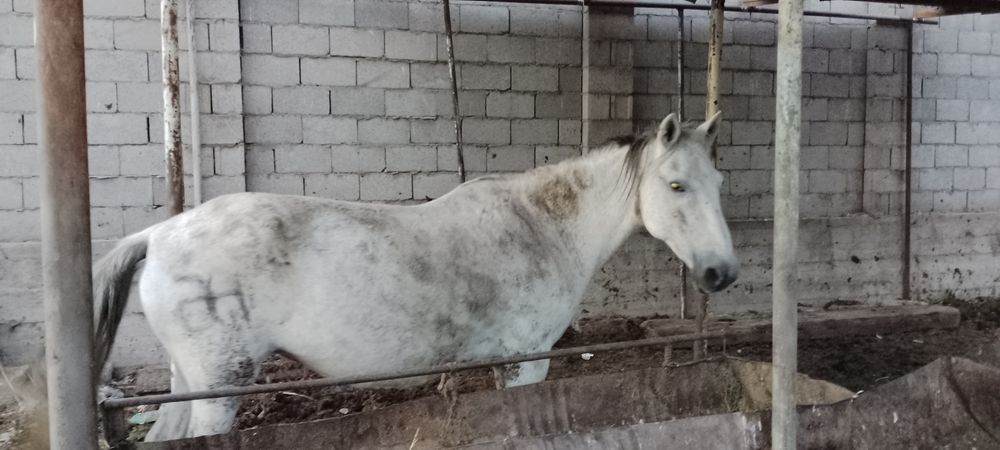 Семыз биелер Багасы 650-550