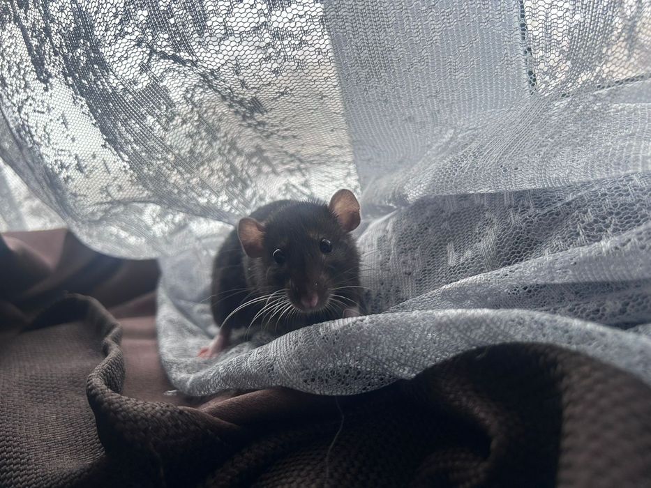 Ищем дом для крысы