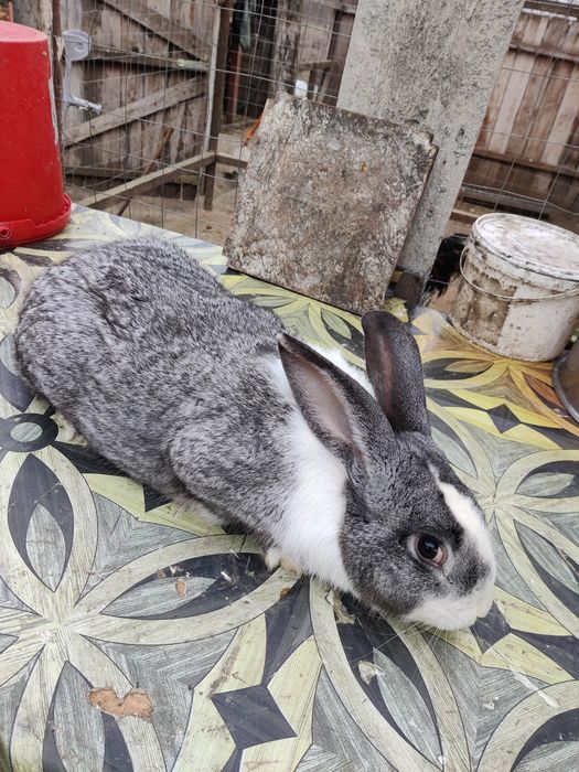 Vând iepuri încrucișați Hycole × Californian × Uriaș German