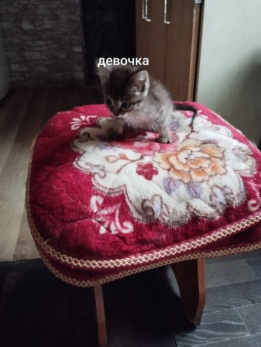 Отдам персидских котят