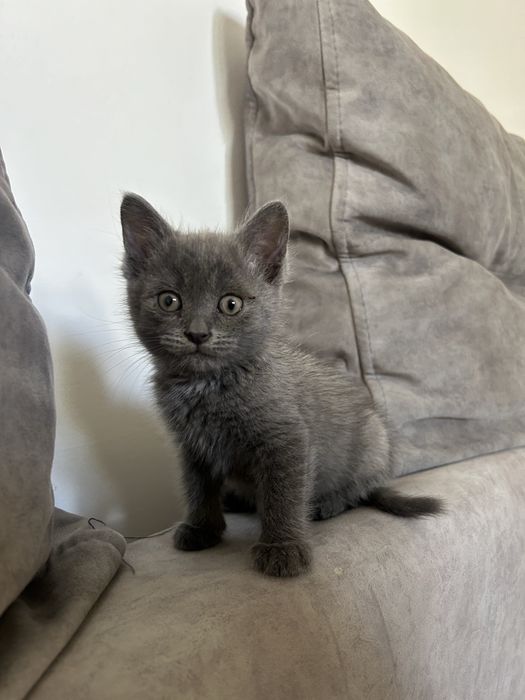 Котенок 2 месяца