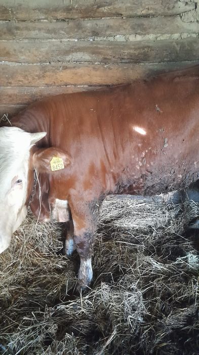 Vând vițel bălțat