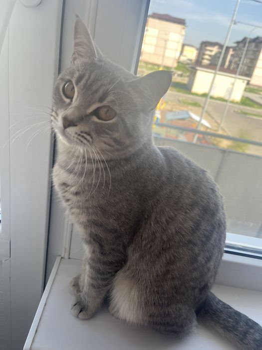 Мысык сатамын!!!