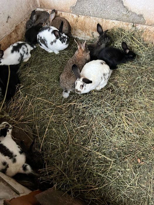 Vând iepuri pui/adult diferite rase