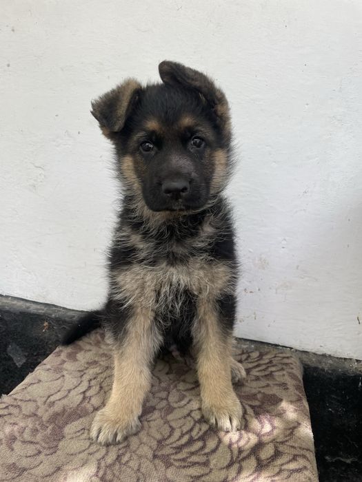 Продам щенка немецкой овчарки