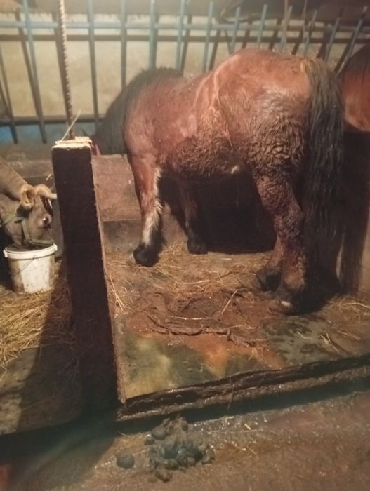 Vând mânză 3 ani în primăvara 12000 ușor negociabil jud Alba balcaciu