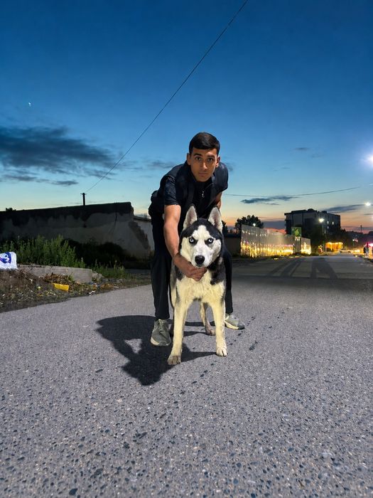 Sibiriski xaski 6 oylik erkak