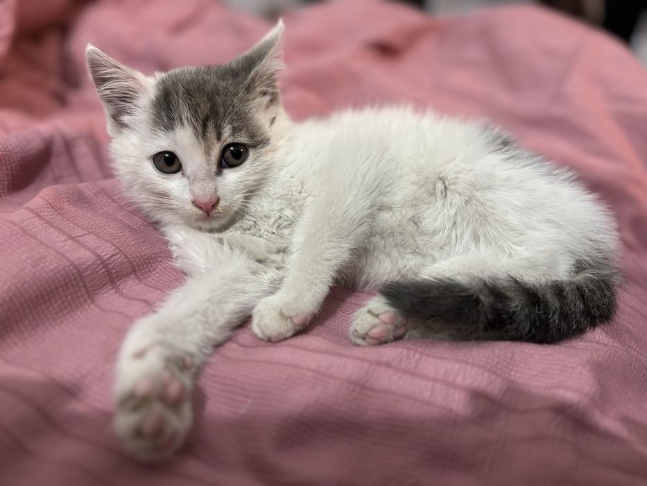 Котенок девочка отдам в хорошие руки