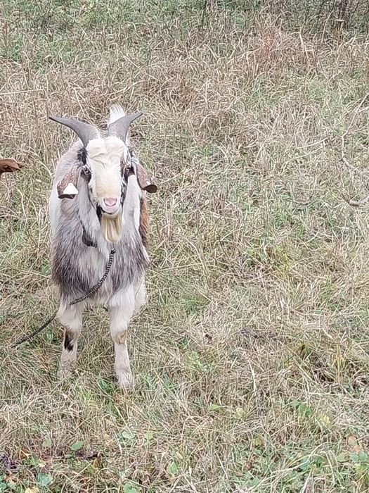 Vând țap sau schimb