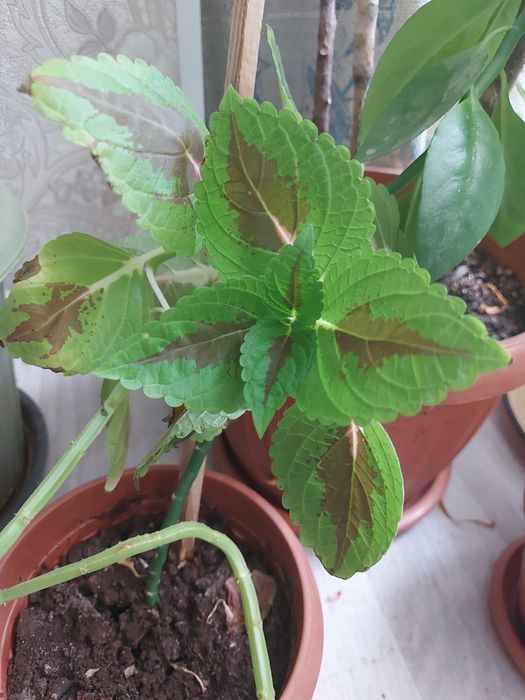 Колеус цветы срочно продается