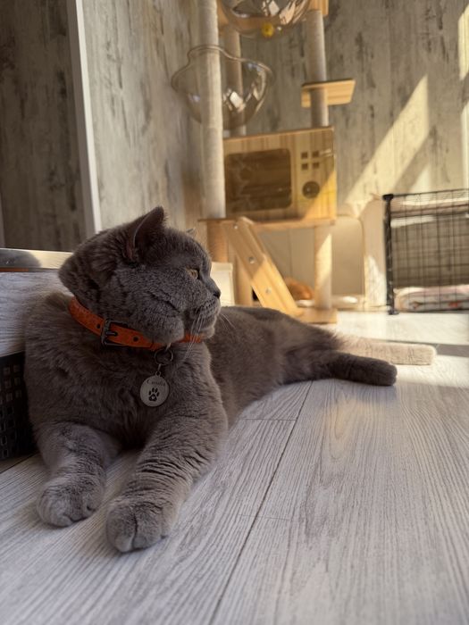 Кот на Вязку Британец