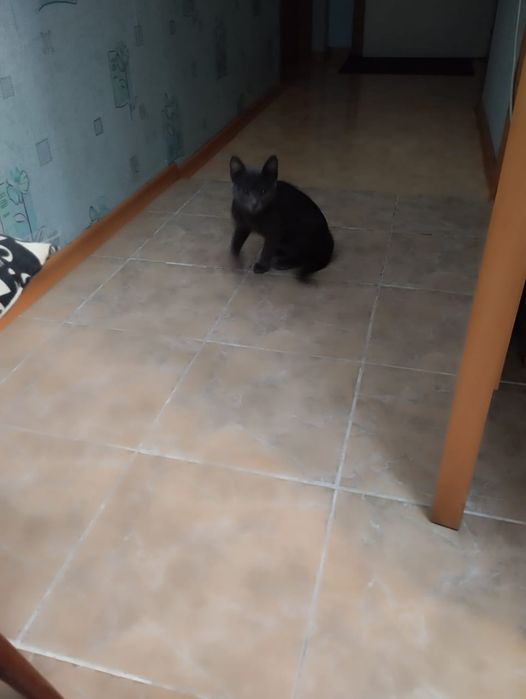 Отдам кота в хорошие руки