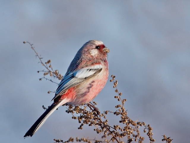 Певчие птицы  продам