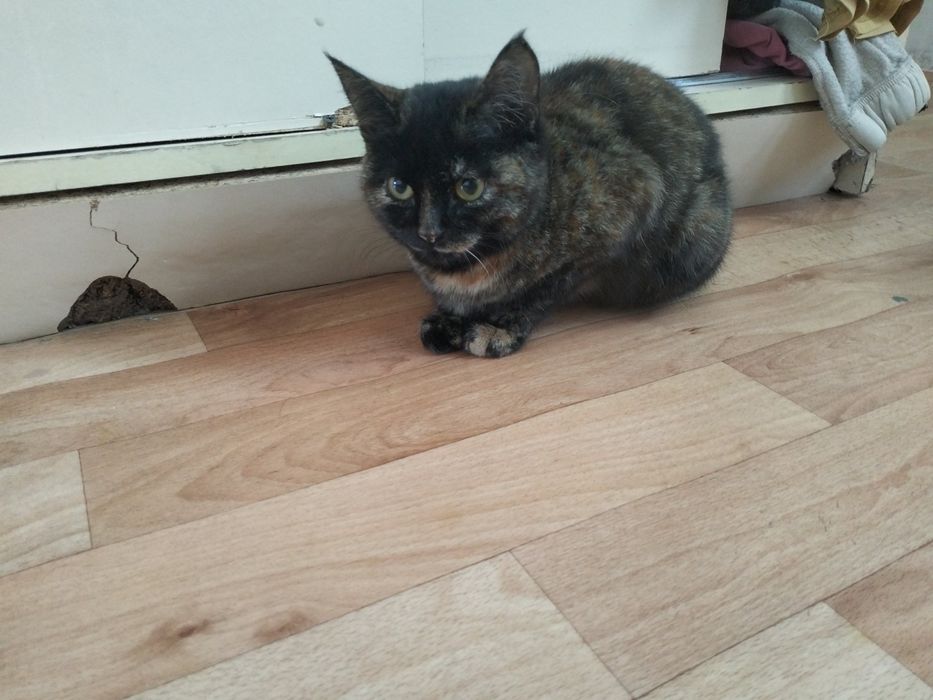 Котёнок в добрые руки!