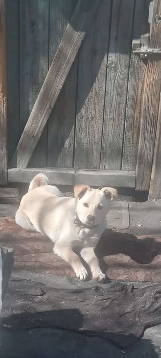 Отдам умную девочку. г.Рудный.