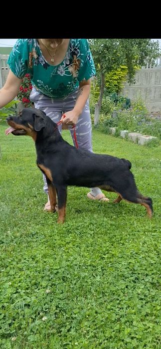 Ротвейлер девочка 1.5 года