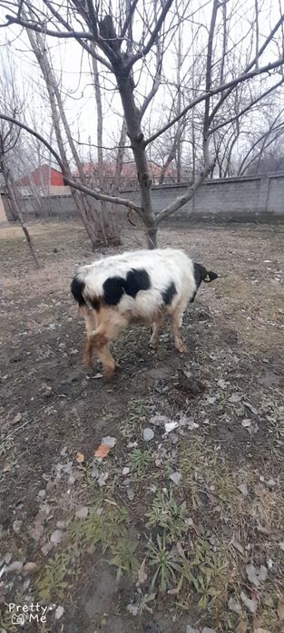 Gunojin sotladi  soglom