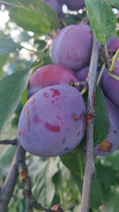 Vand prune  Anna spath pentru tuica gem ...