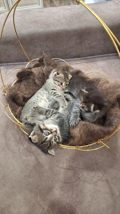 продаём котят скоттиш-фолд