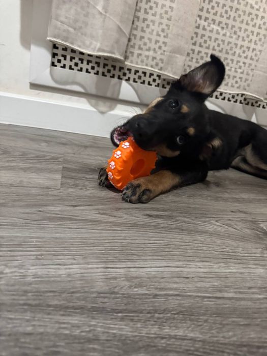 Собачка ищет дом!