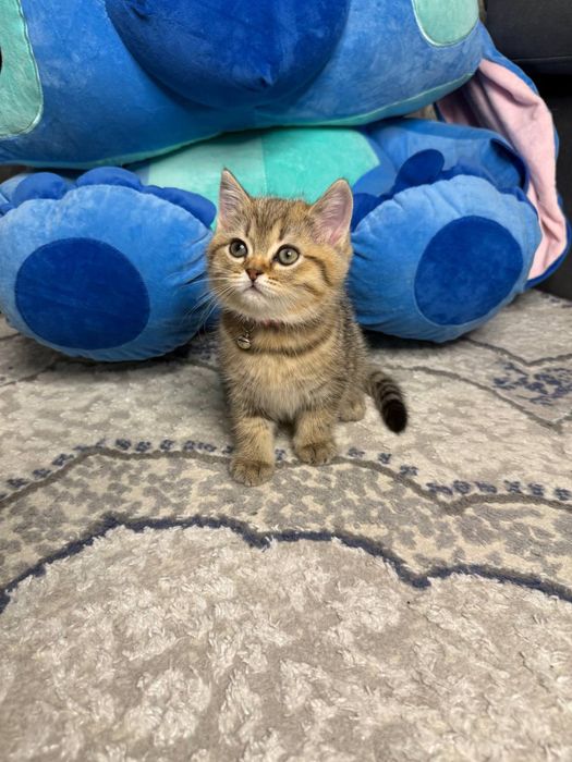 Mushuk bolasi sotiladi