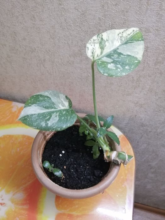 Продаю детку монстеры Тайское созвездие