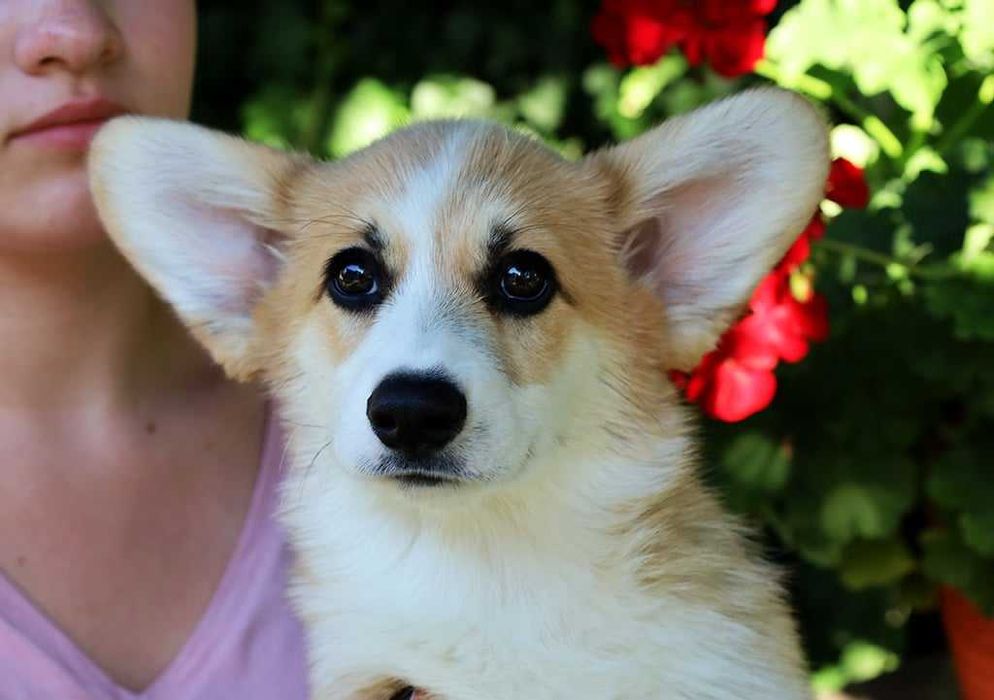 Корги момче 3 мес