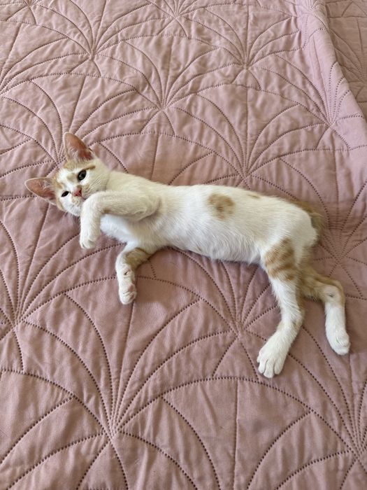 Малко мъжко коте