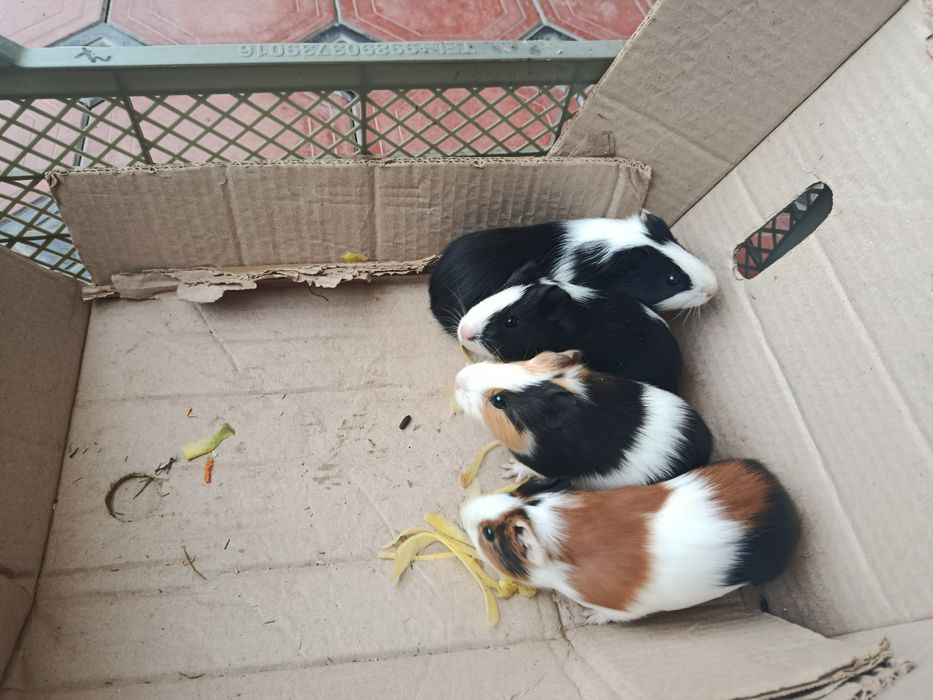 Продаются морские свинки