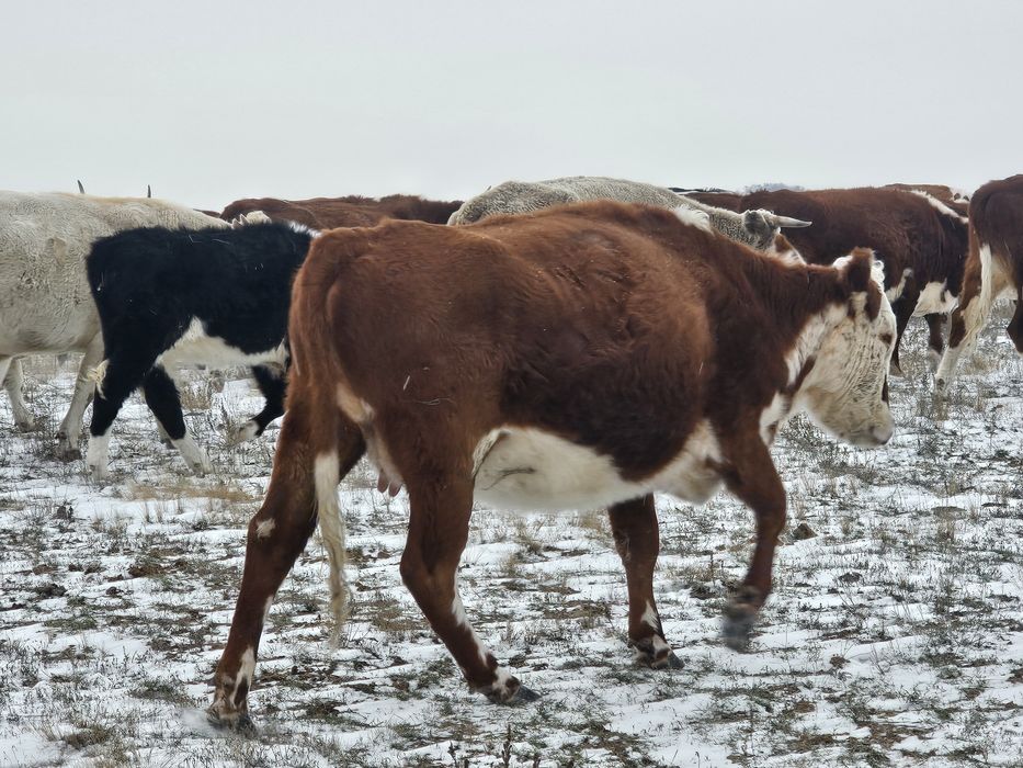 Кунажын кашар сатылады