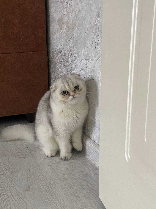 шотландская вислоушка