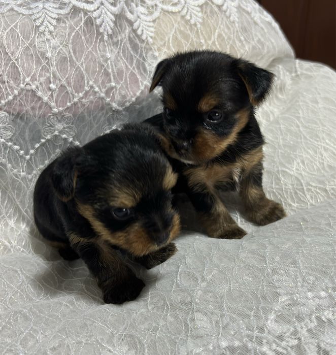 Готовятся к продаже ЩЕНКИ