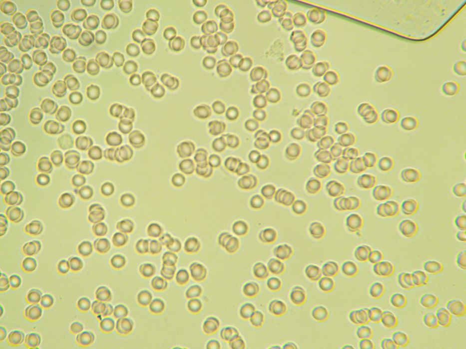 Микроскоп бренда Levenhuk