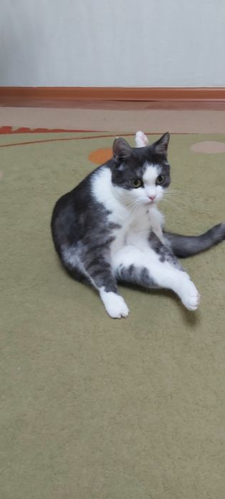 Отдам кота в добрые руки.