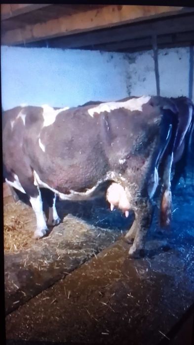 Vând vaca cu lapte
