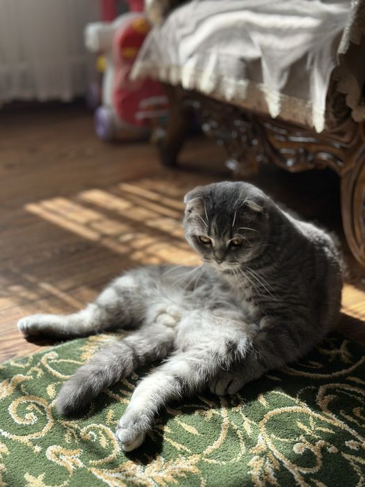 Продаётся шотландский вислоухий кот