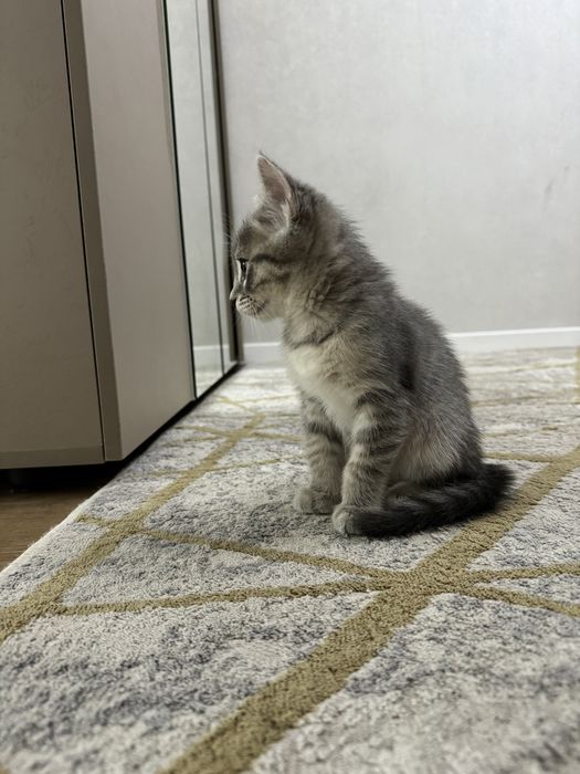 Котенок шотландский прямоухий