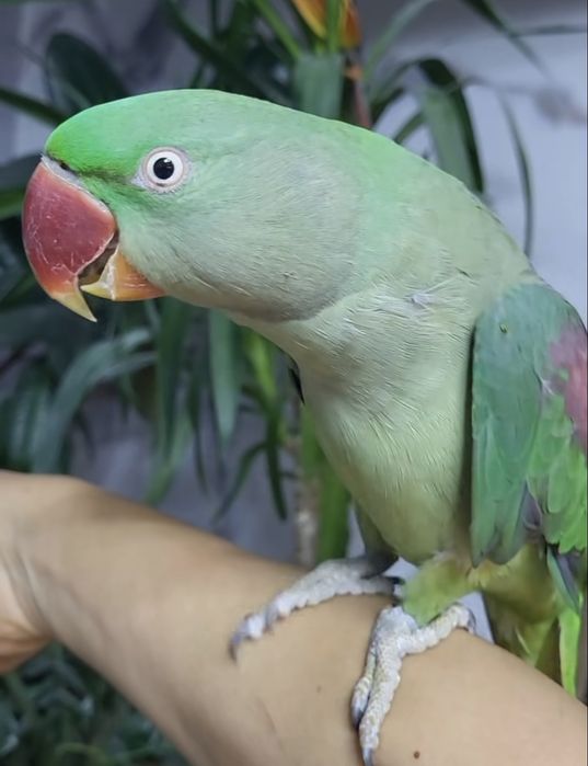 Самка Александрицского попугая