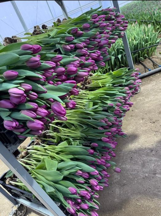 Тюльпаны урожай 2026