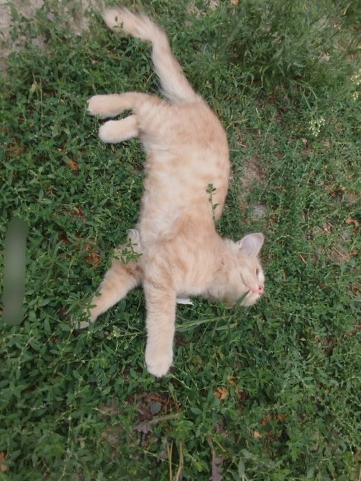 Котенка отдадим в добрые руки, мальчик