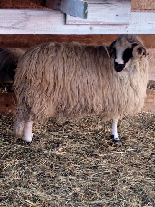 Berbeci Brez Noatini