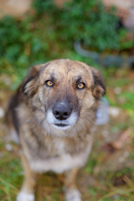 Căței frumoși caută oameni frumoși