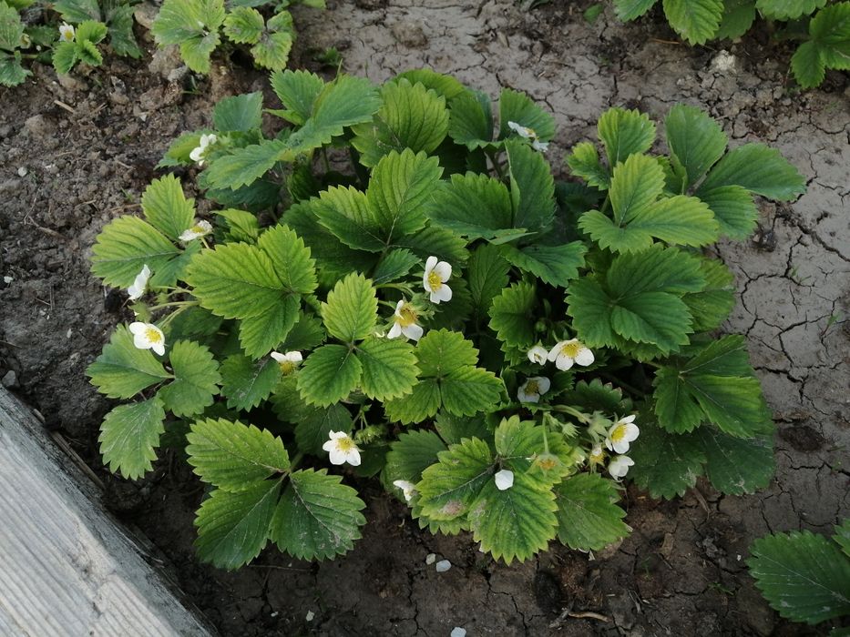 Клубника рассада