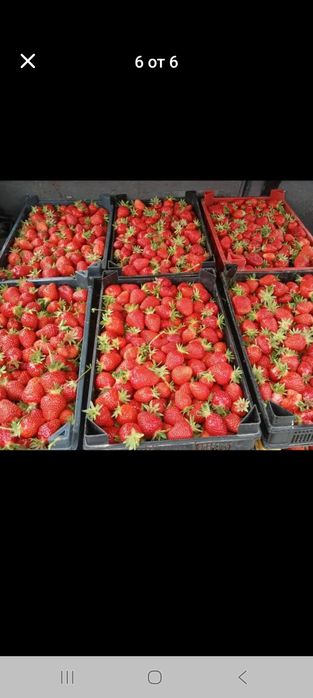 Продавам ягооди и малини расат