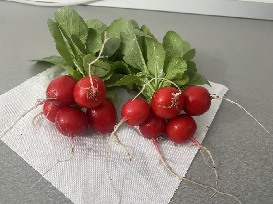 Vand ridichi , loboda la fir sau la  legatura !