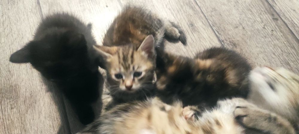 Дарю милых котят