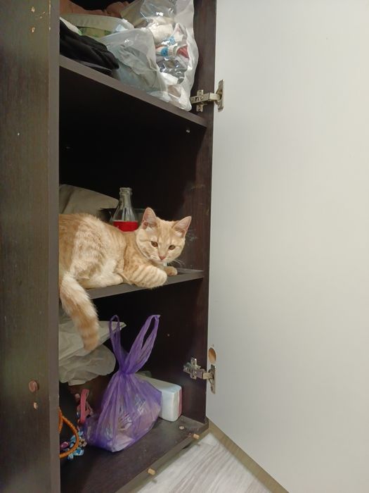 отдам кошку бесплатно