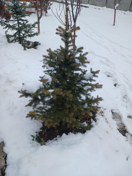 Голубой елка зеленый елка