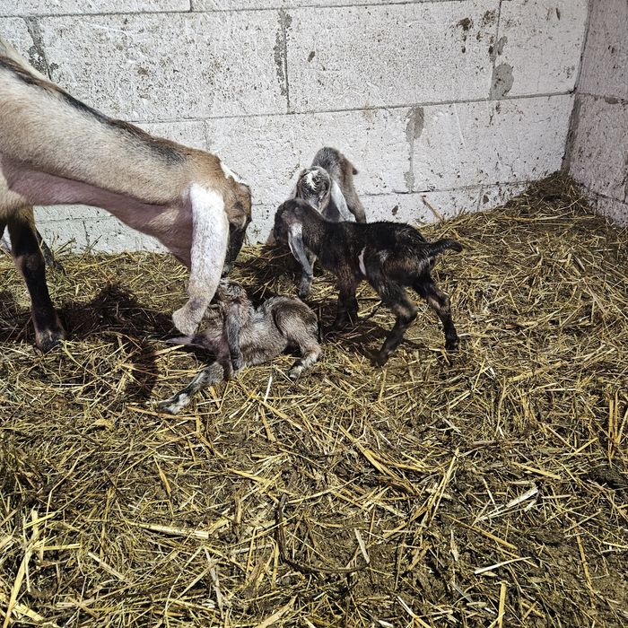 Iezi si capre de vanzare