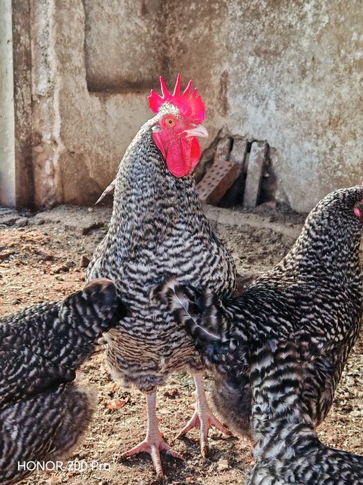 Разплодни яйца от Мехелен